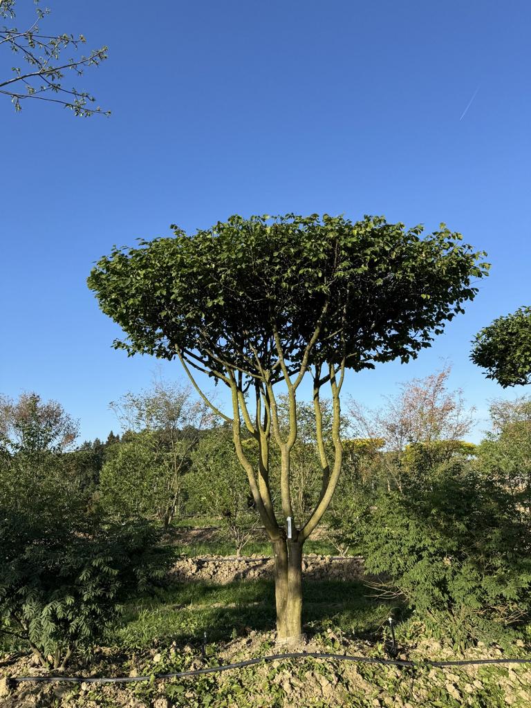 Carpinus betulus dachförmig