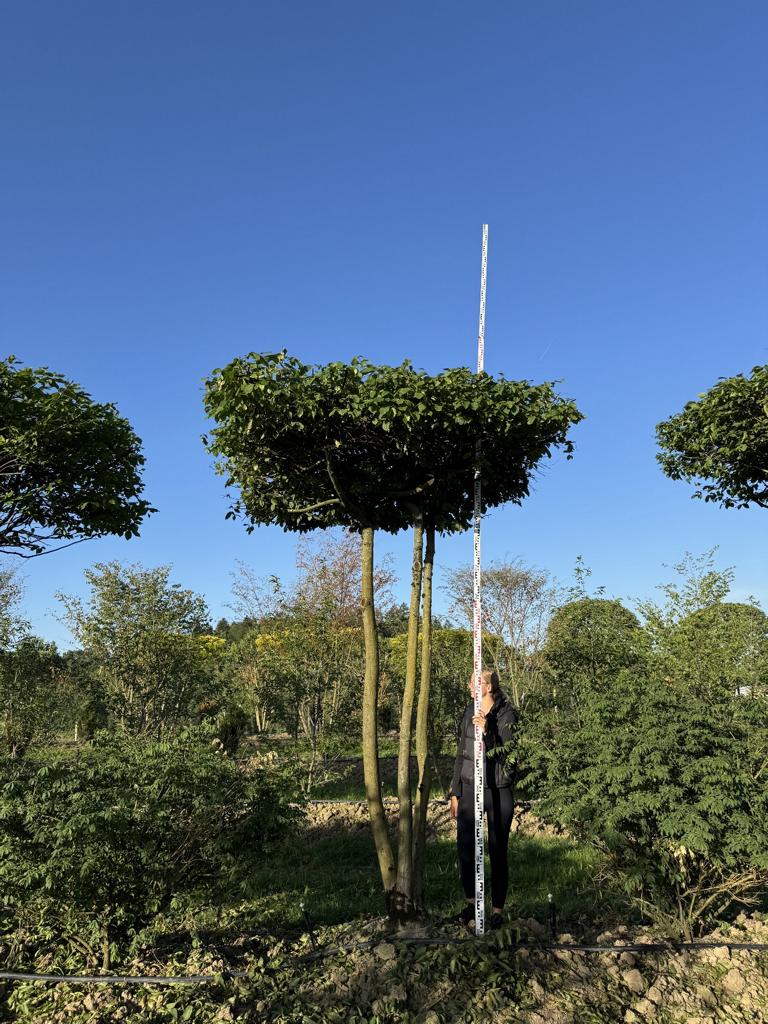 Carpinus betulus dachförmig