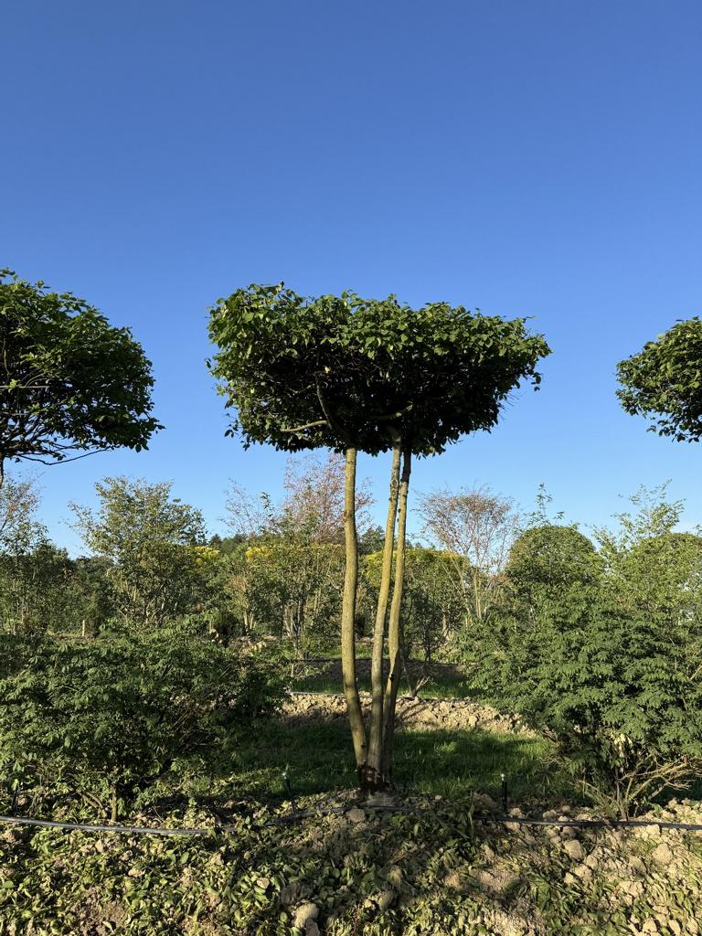 Carpinus betulus dachförmig