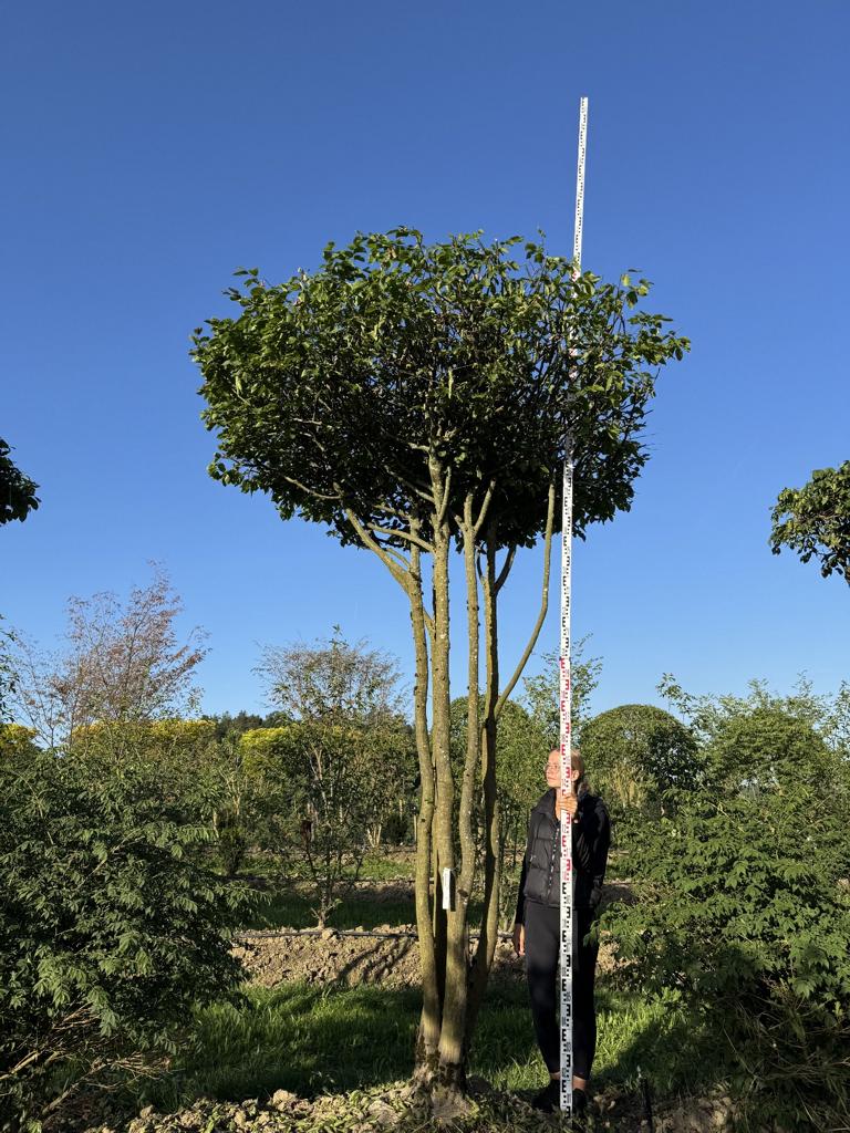 Carpinus betulus dachförmig