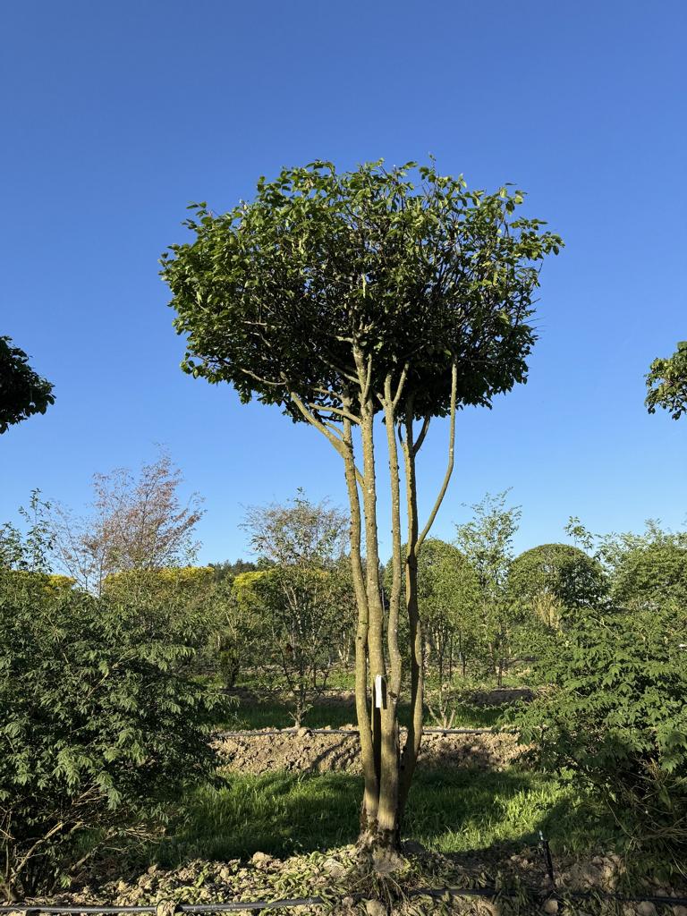 Carpinus betulus dachförmig