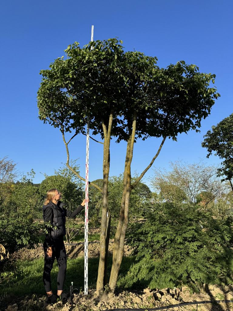Carpinus betulus dachförmig