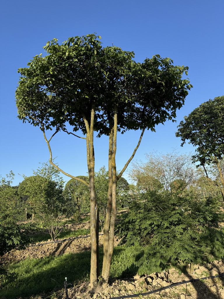 Carpinus betulus dachförmig