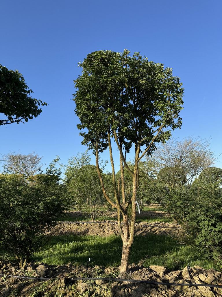 Cornus mas Schirmform