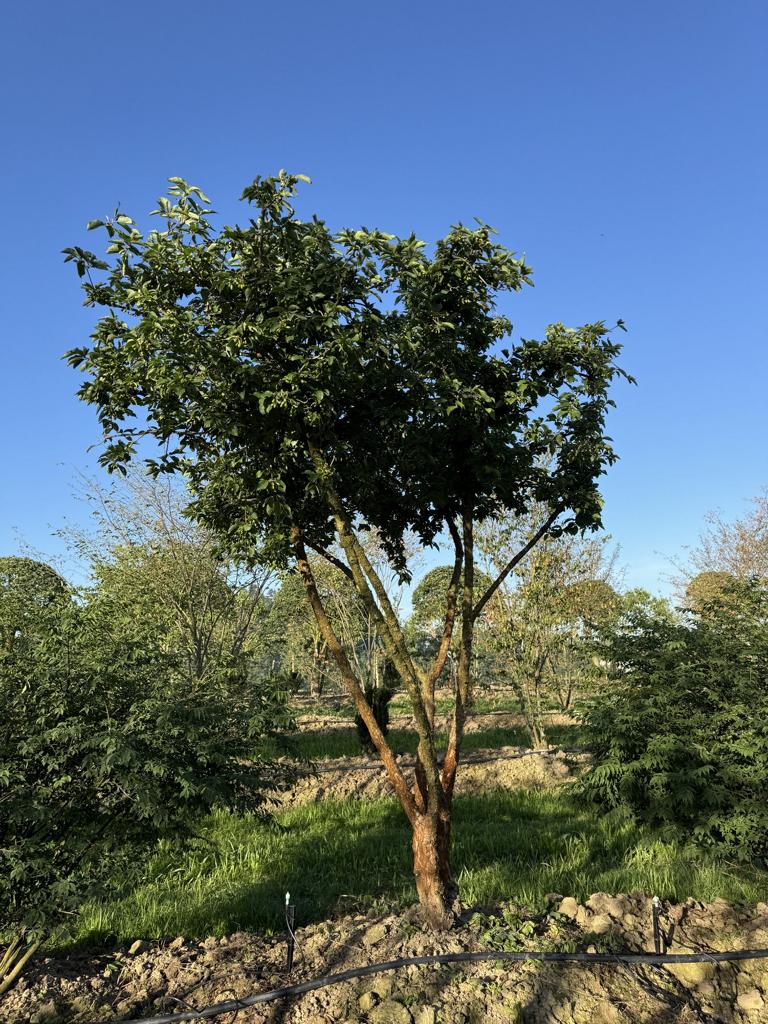 Cornus mas Schirmform