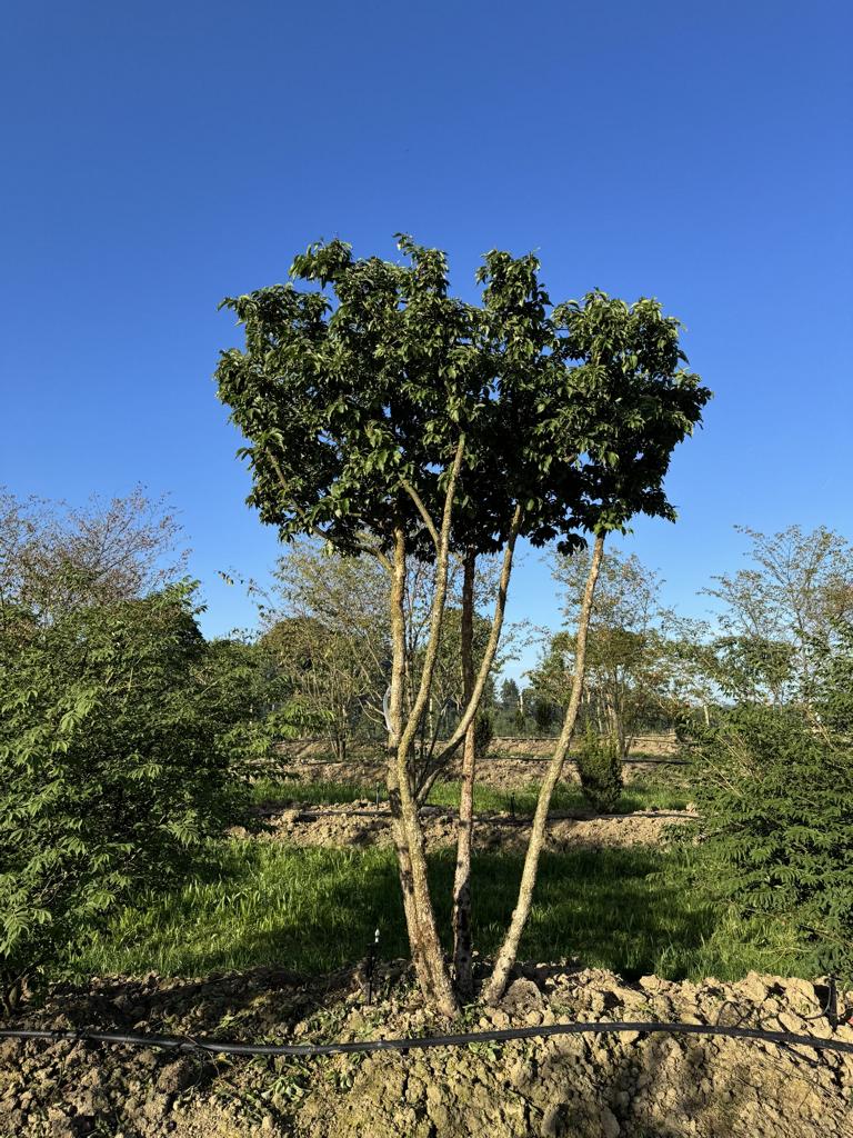 Cornus mas Schirmform