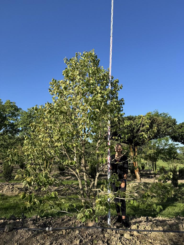 Tilia henryana