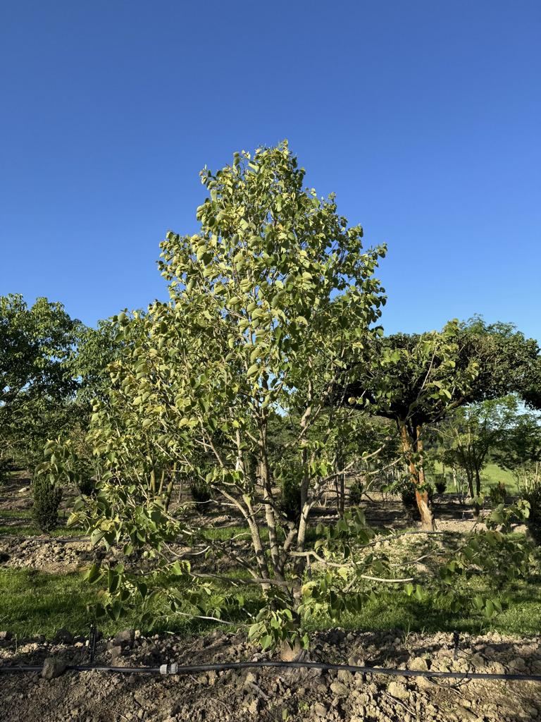 Tilia henryana