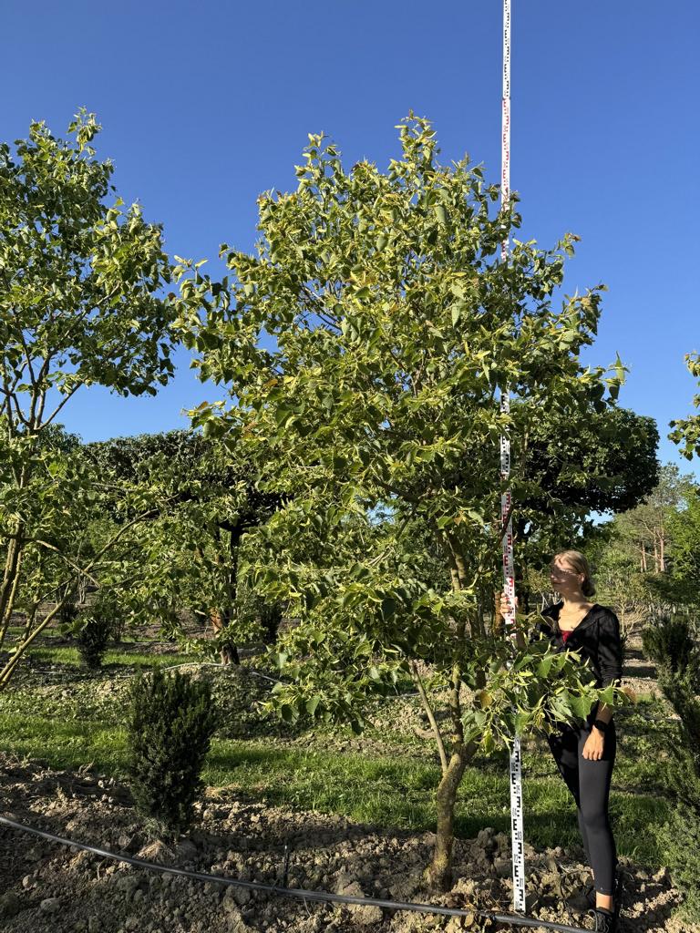 Tilia henryana