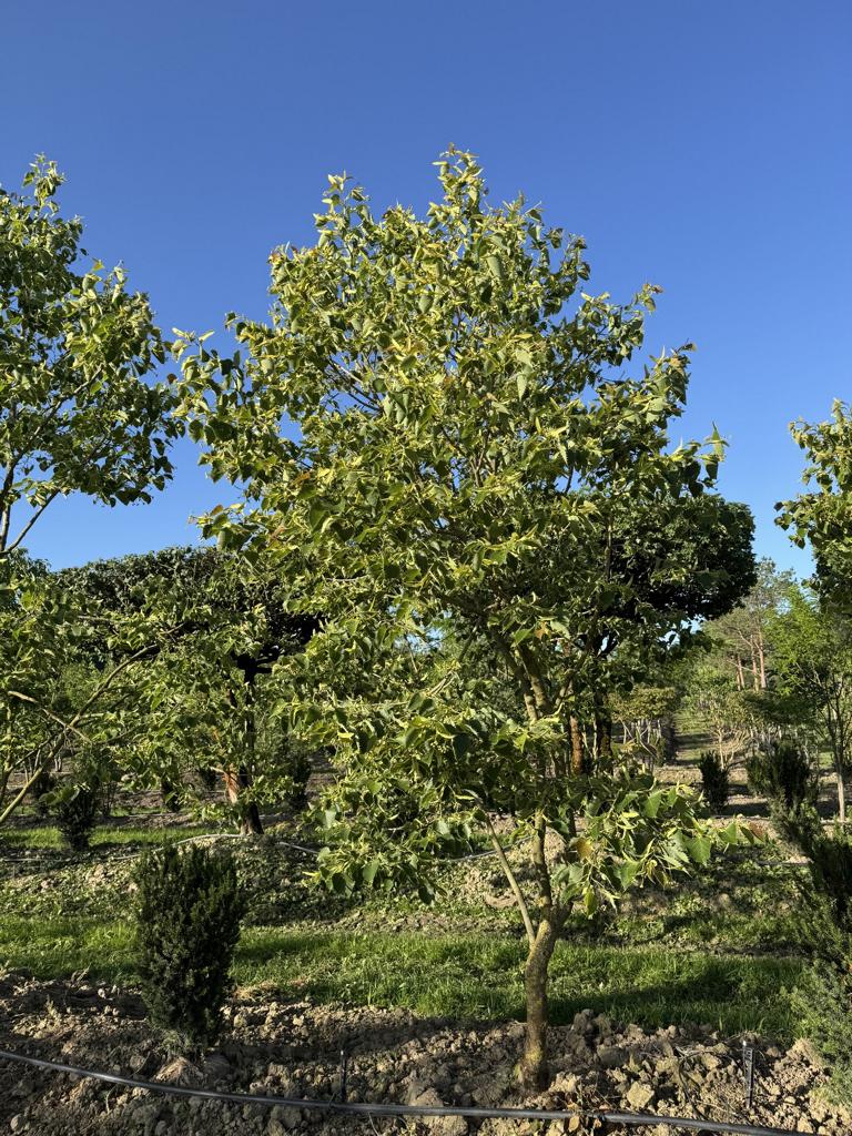 Tilia henryana