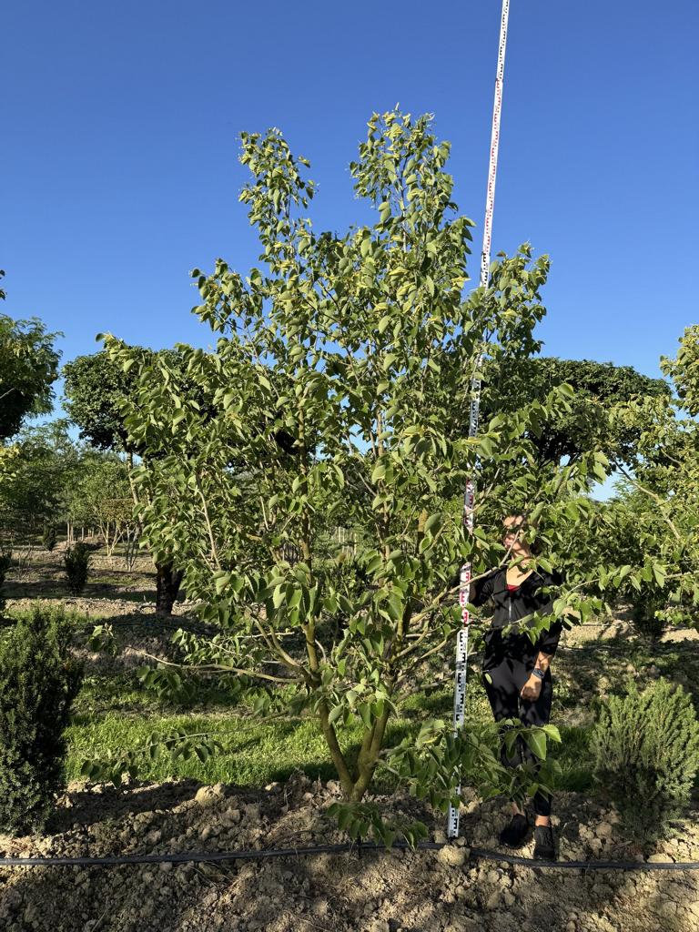 Tilia henryana