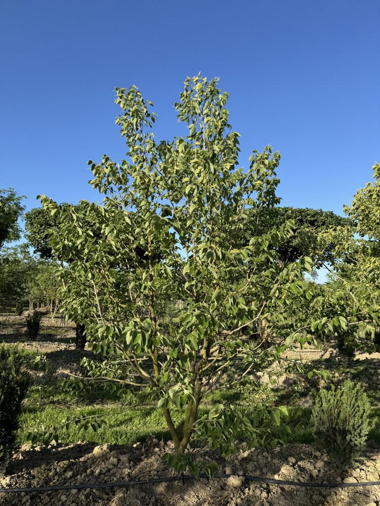 Tilia henryana
