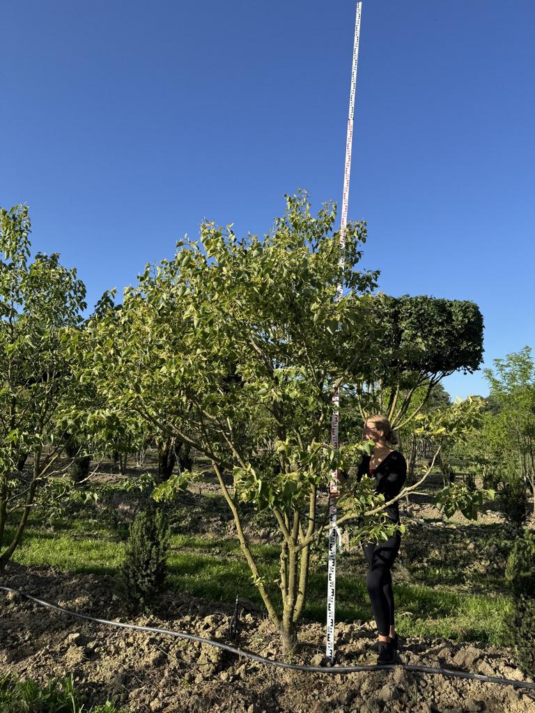 Tilia henryana