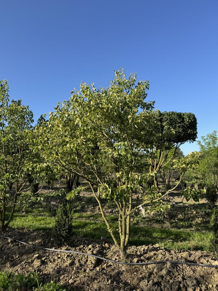 Tilia henryana
