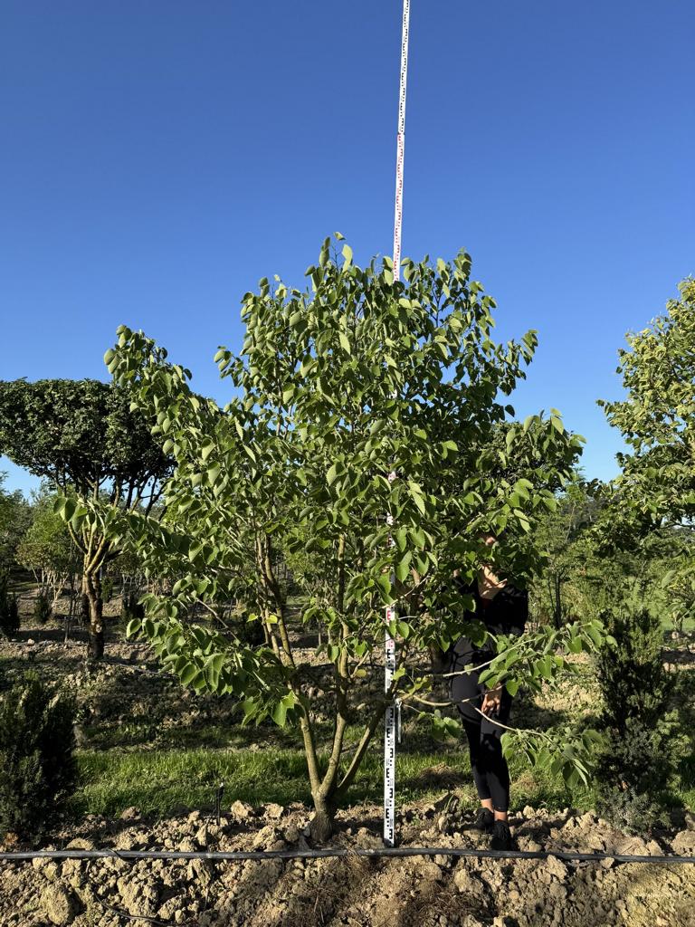 Tilia henryana