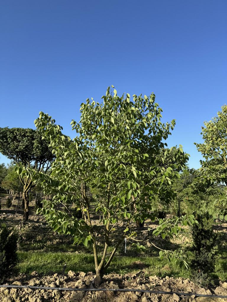 Tilia henryana
