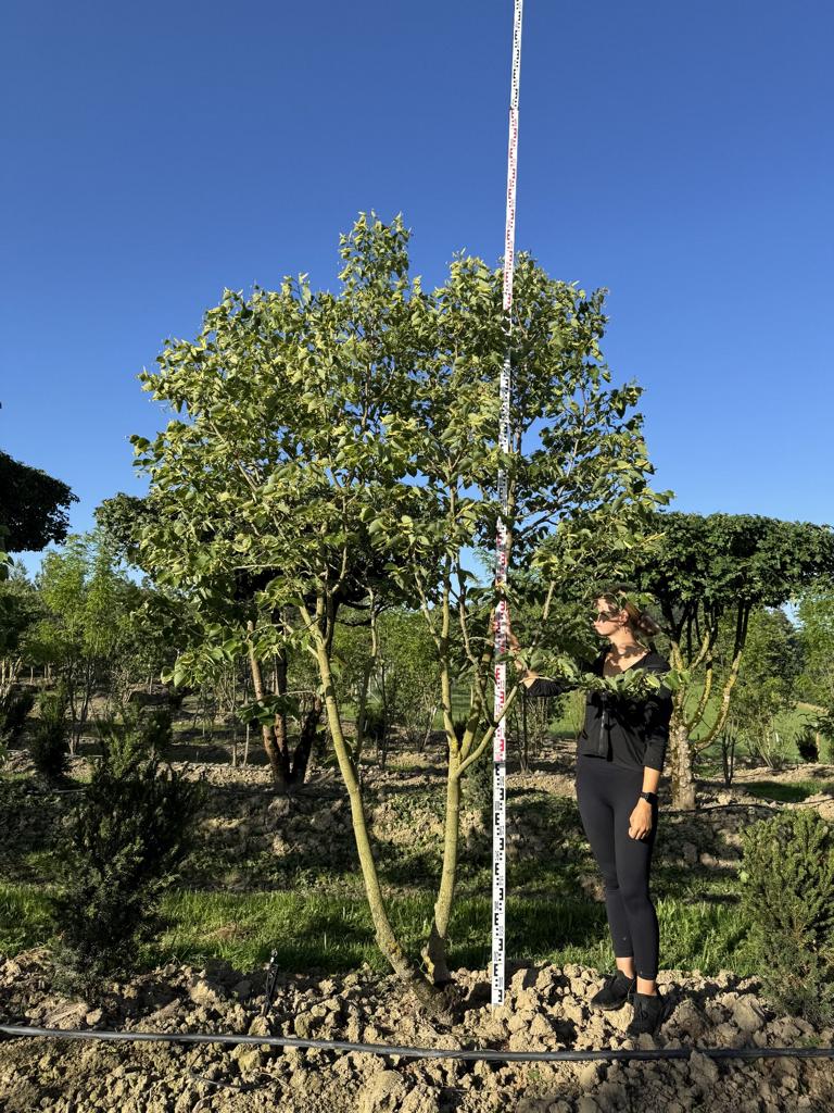 Tilia henryana