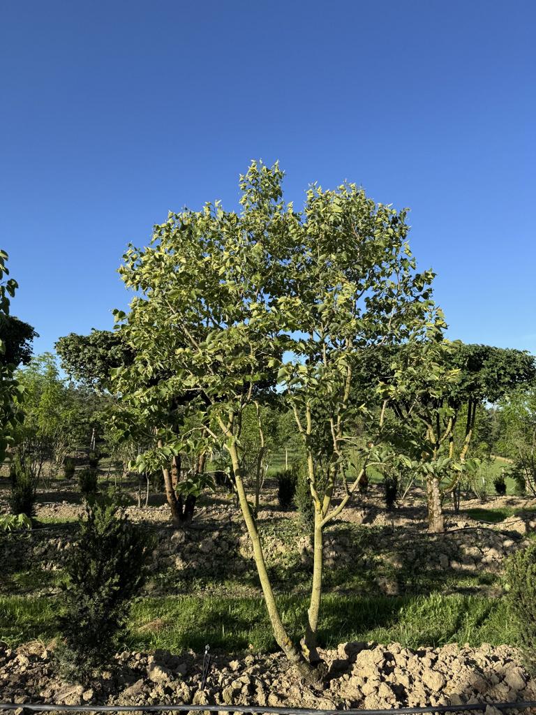 Tilia henryana