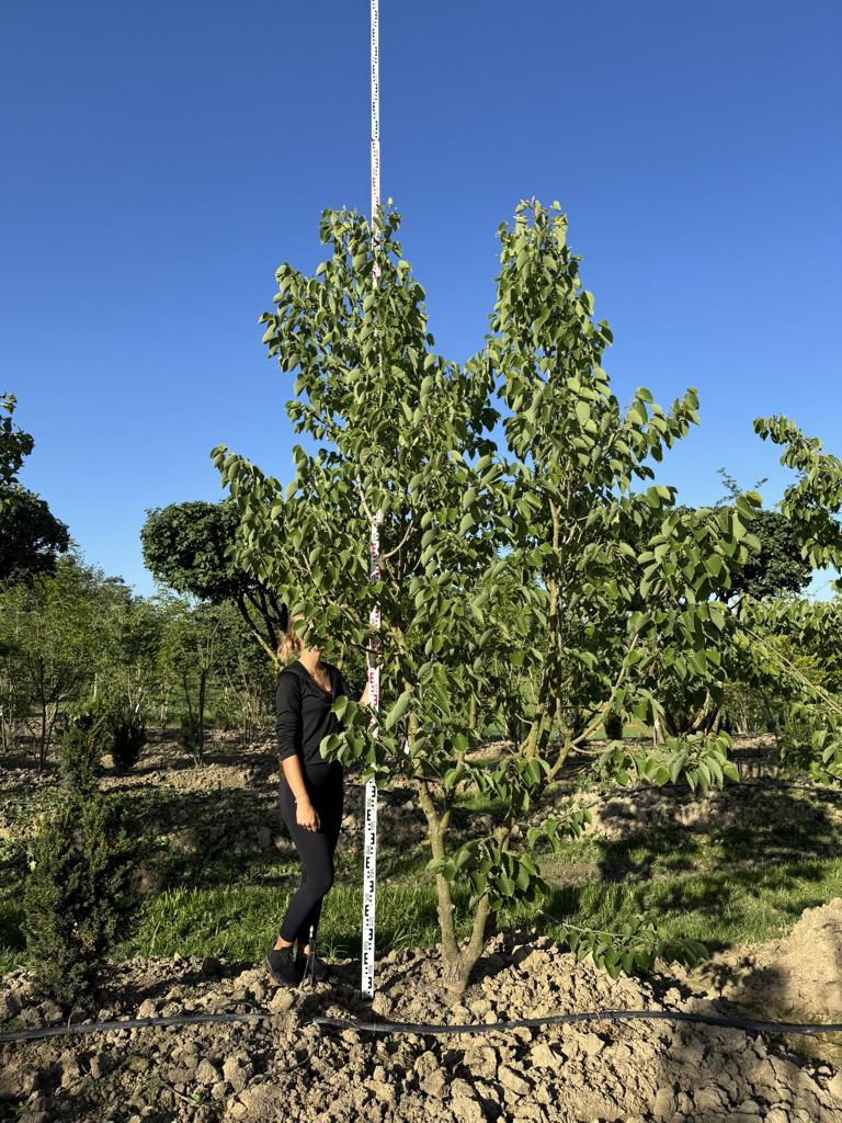 Tilia henryana