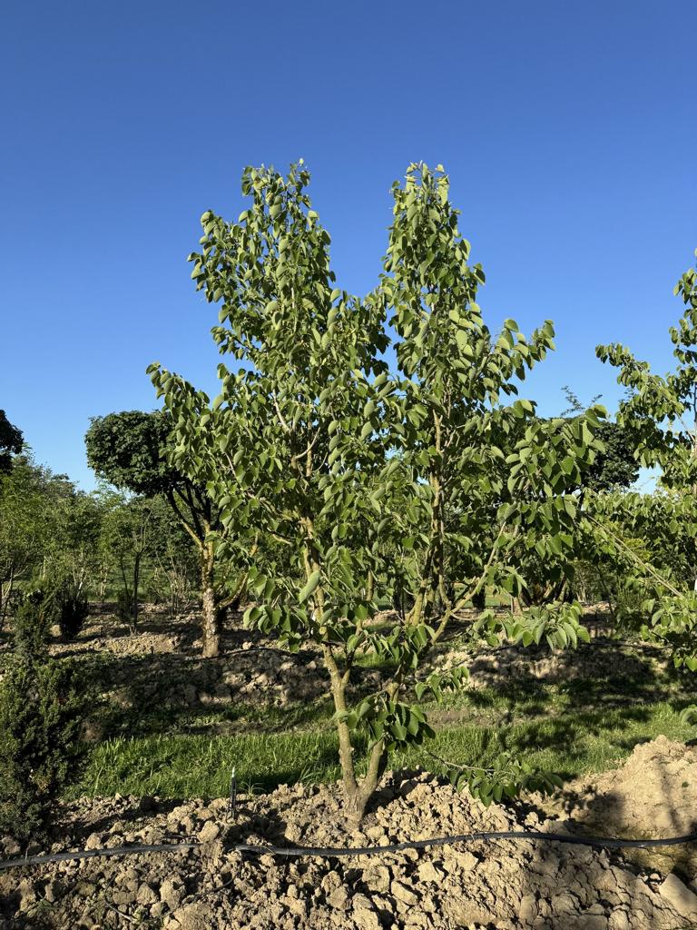 Tilia henryana