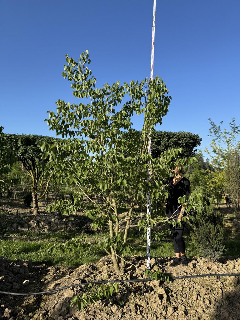 Tilia henryana