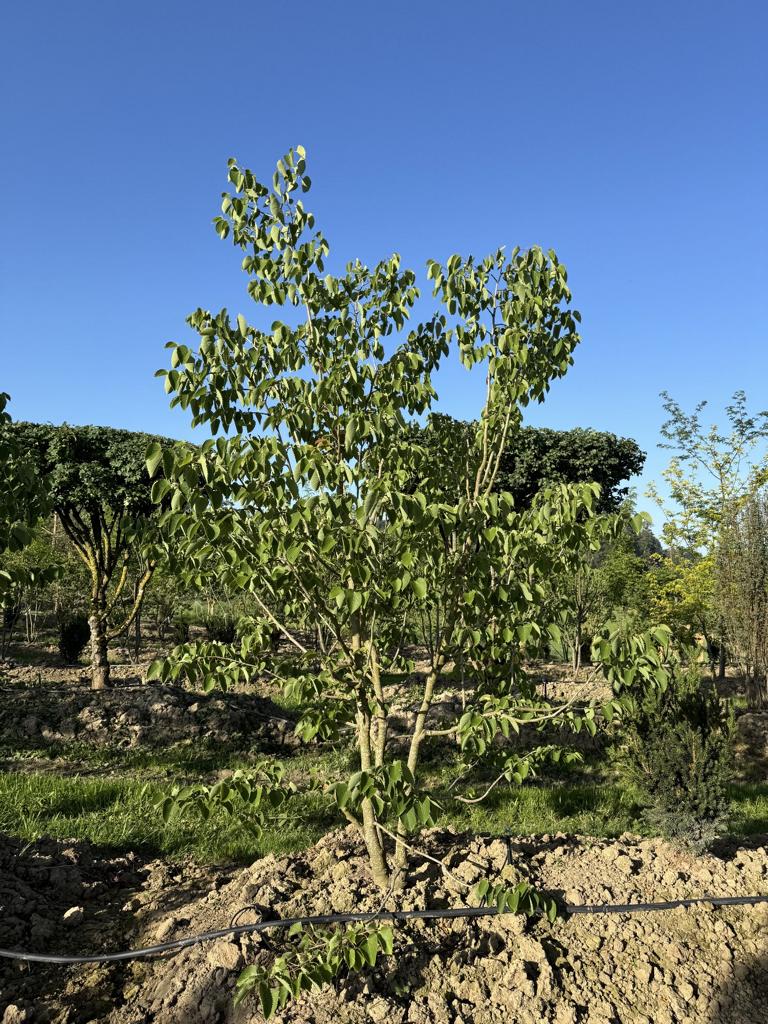 Tilia henryana