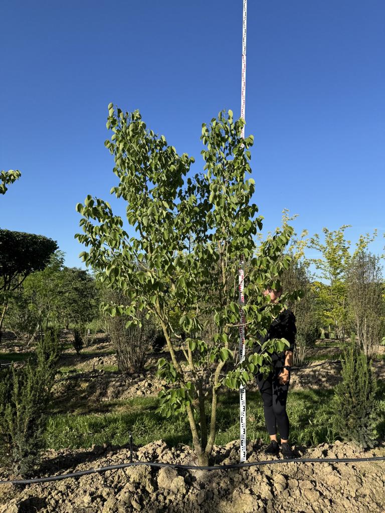 Tilia henryana