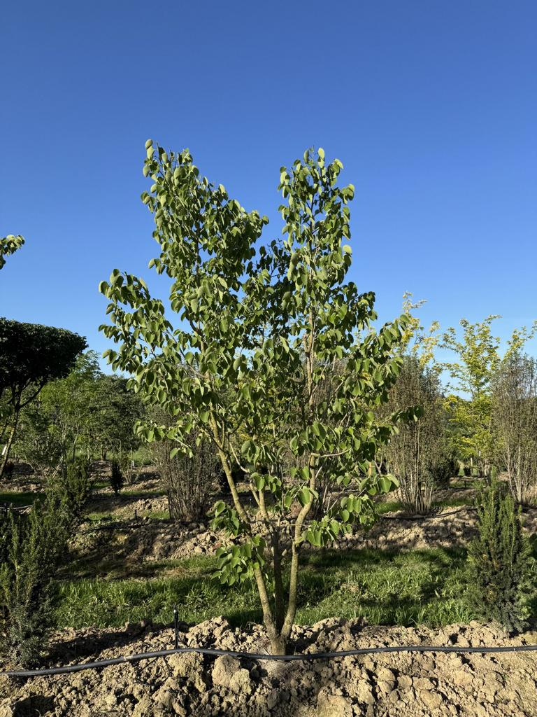 Tilia henryana