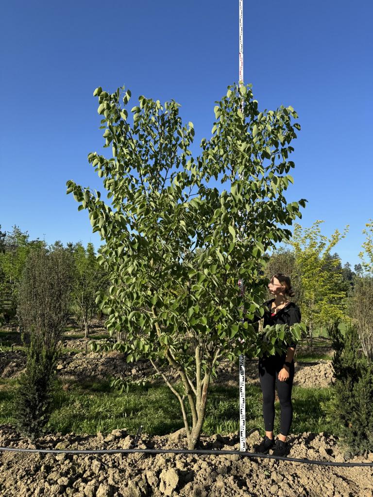 Tilia henryana