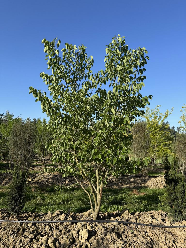 Tilia henryana