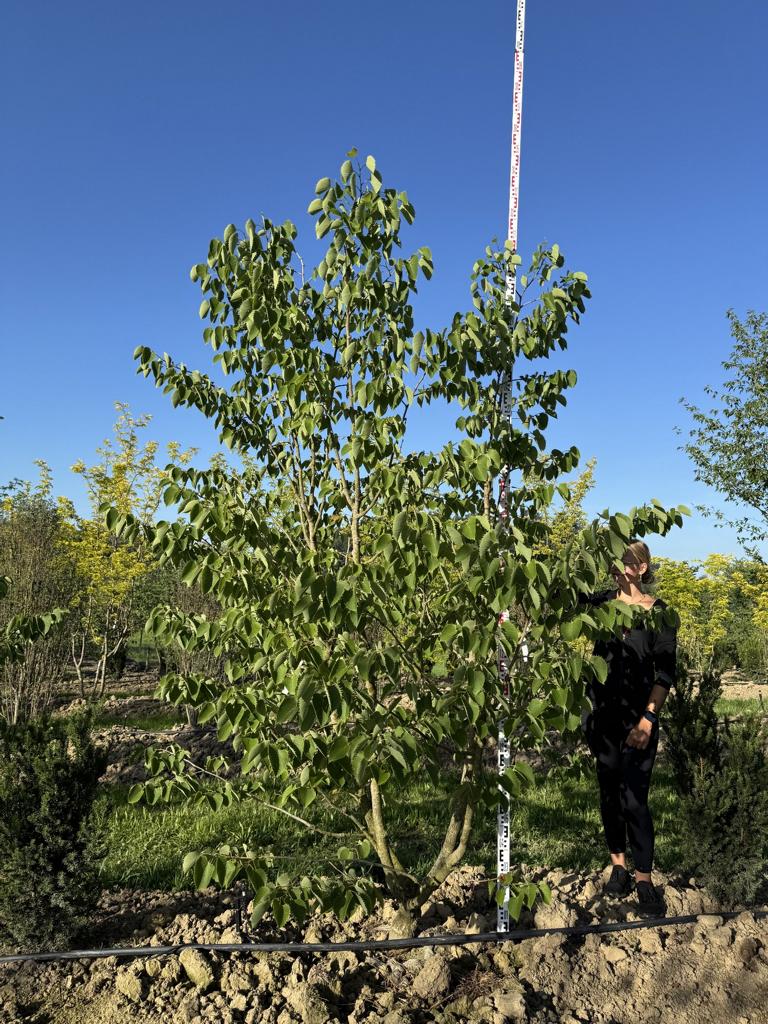 Tilia henryana