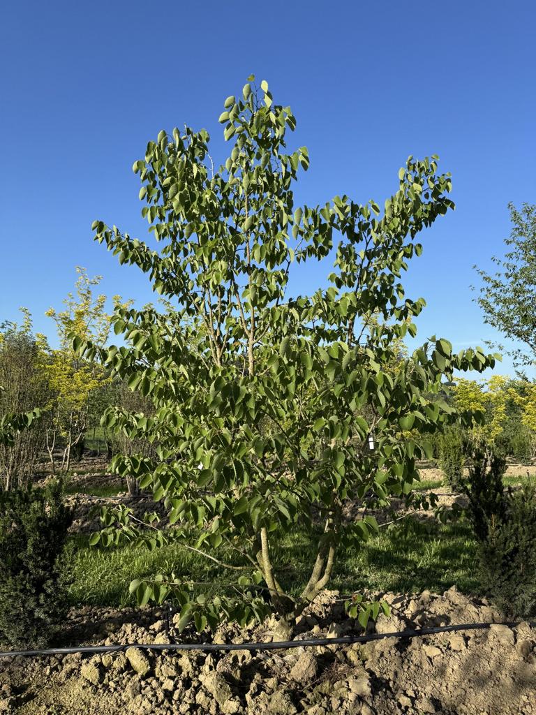 Tilia henryana