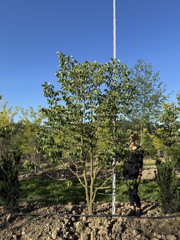 Tilia henryana