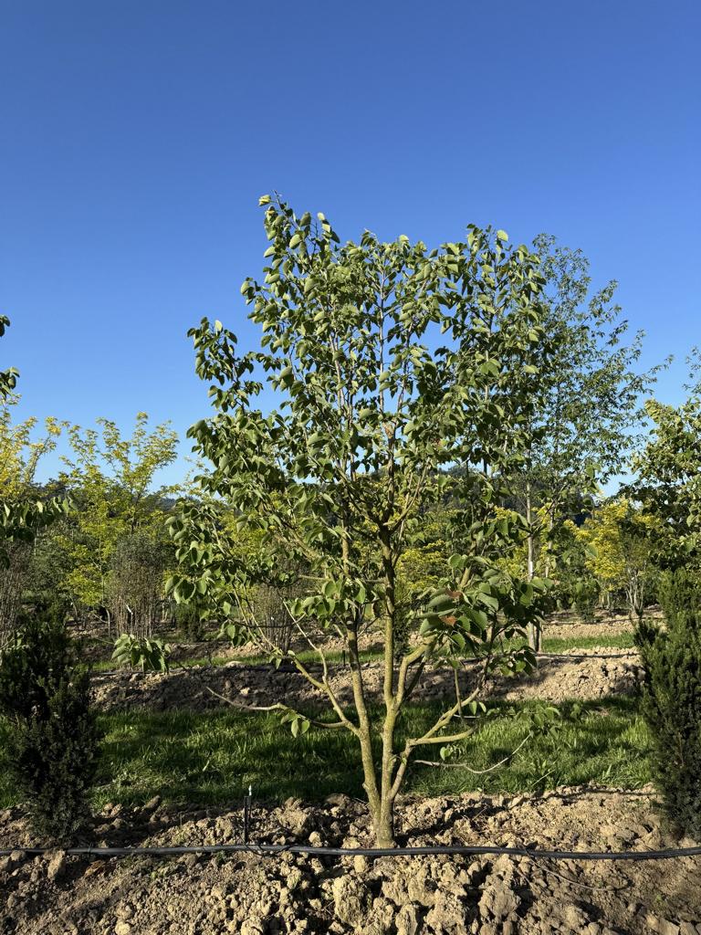 Tilia henryana