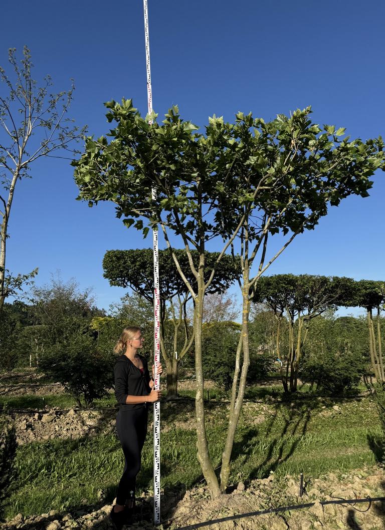 Platanus hispanica (x) dachförmig