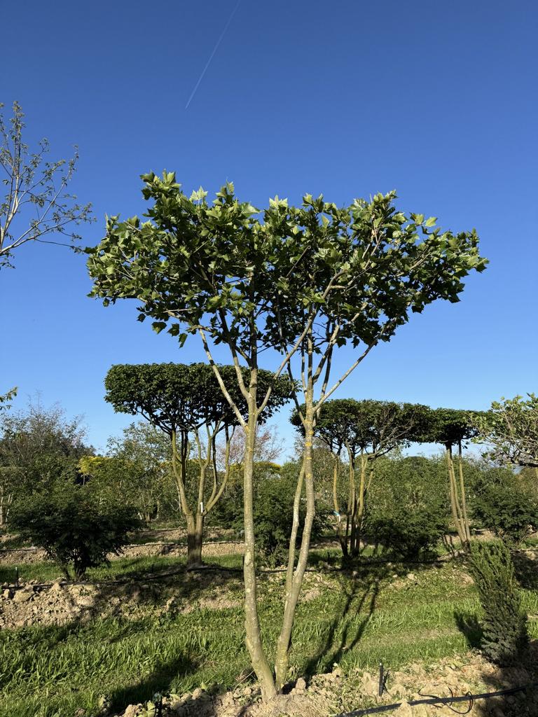 Platanus hispanica (x) dachförmig