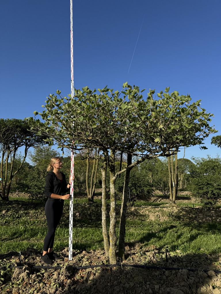 Platanus hispanica (x) dachförmig