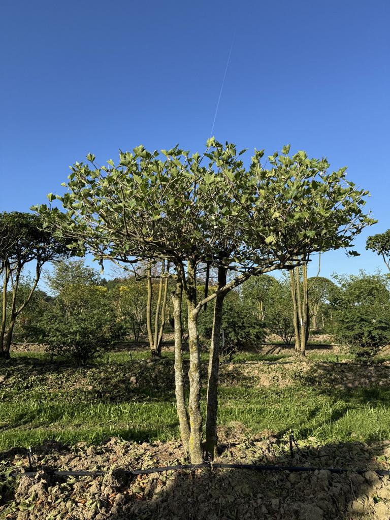 Platanus hispanica (x) dachförmig
