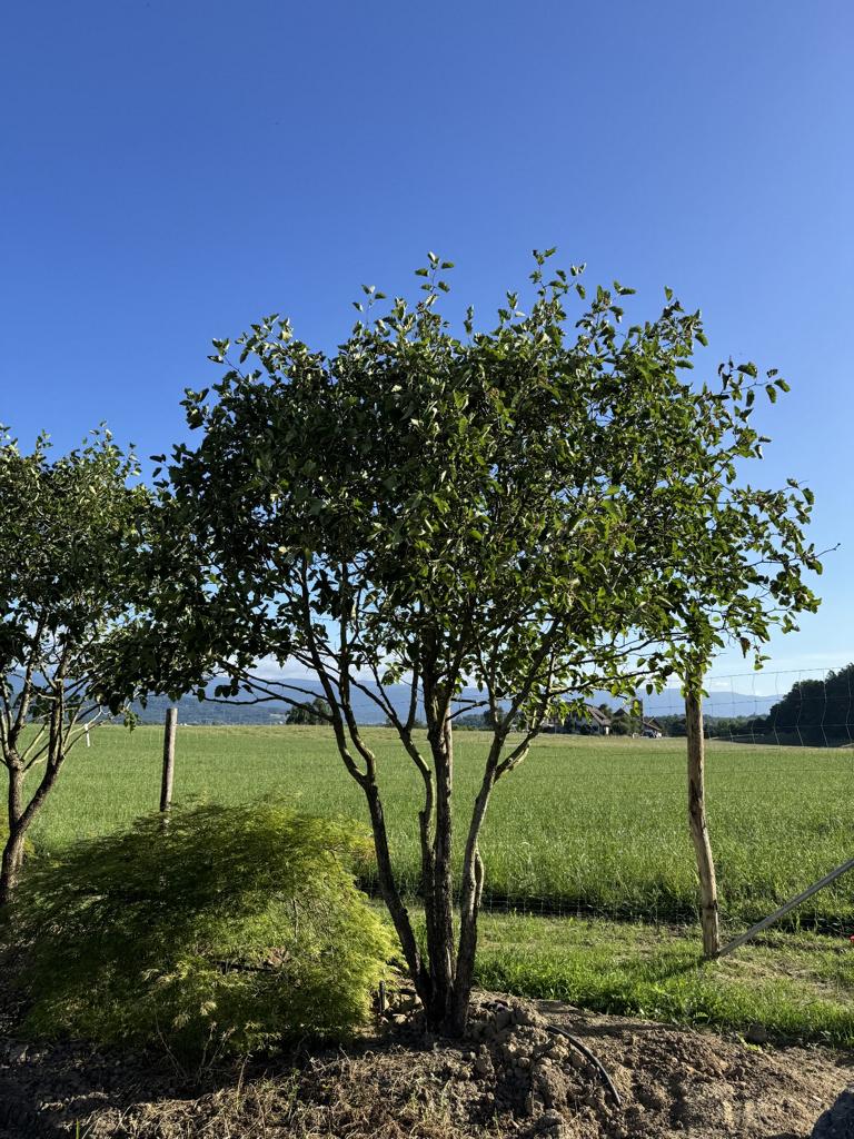 Crataegus coccinea Schirmform