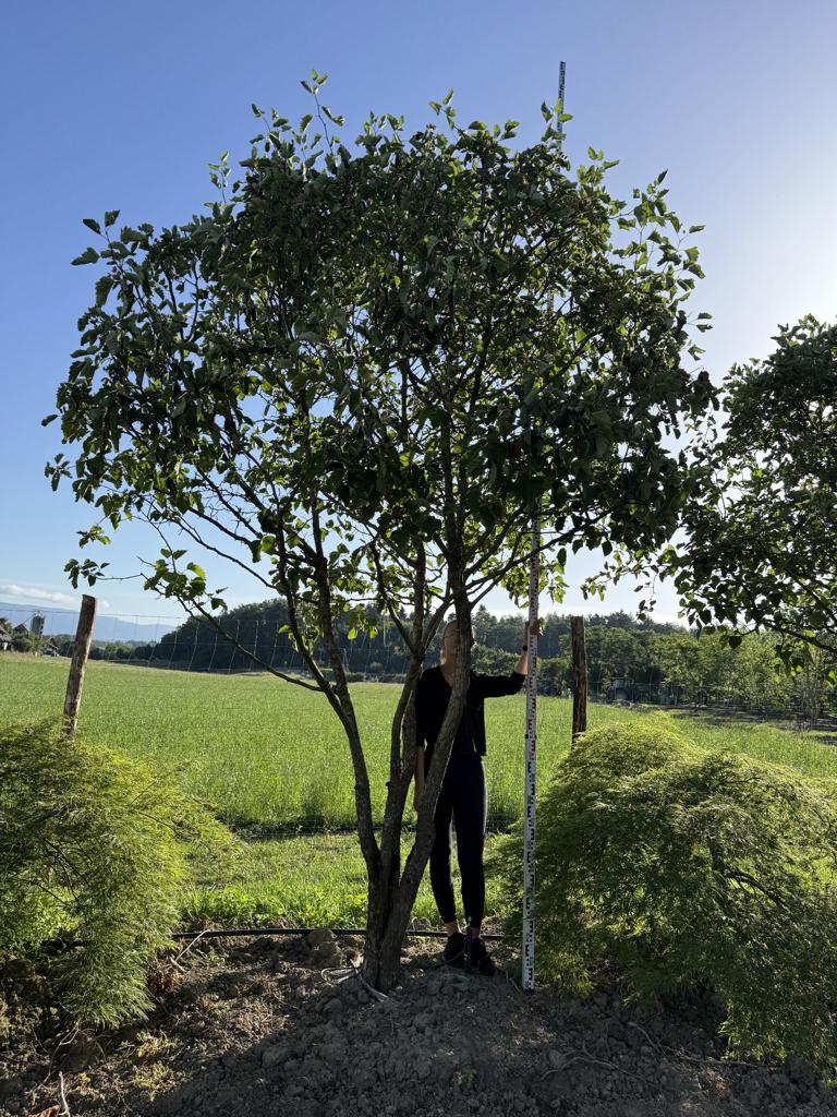 Crataegus coccinea Schirmform
