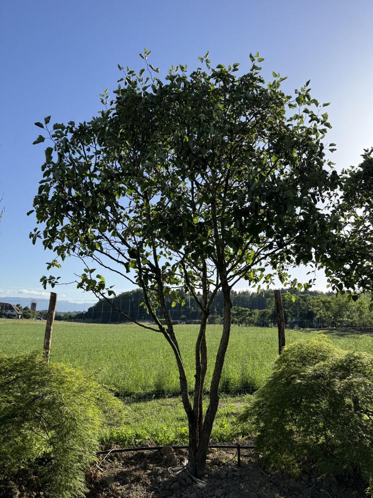 Crataegus coccinea Schirmform