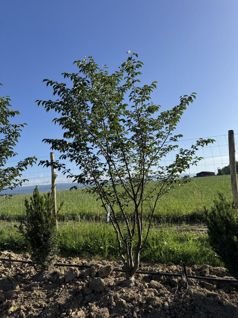 Prunus sargentii
