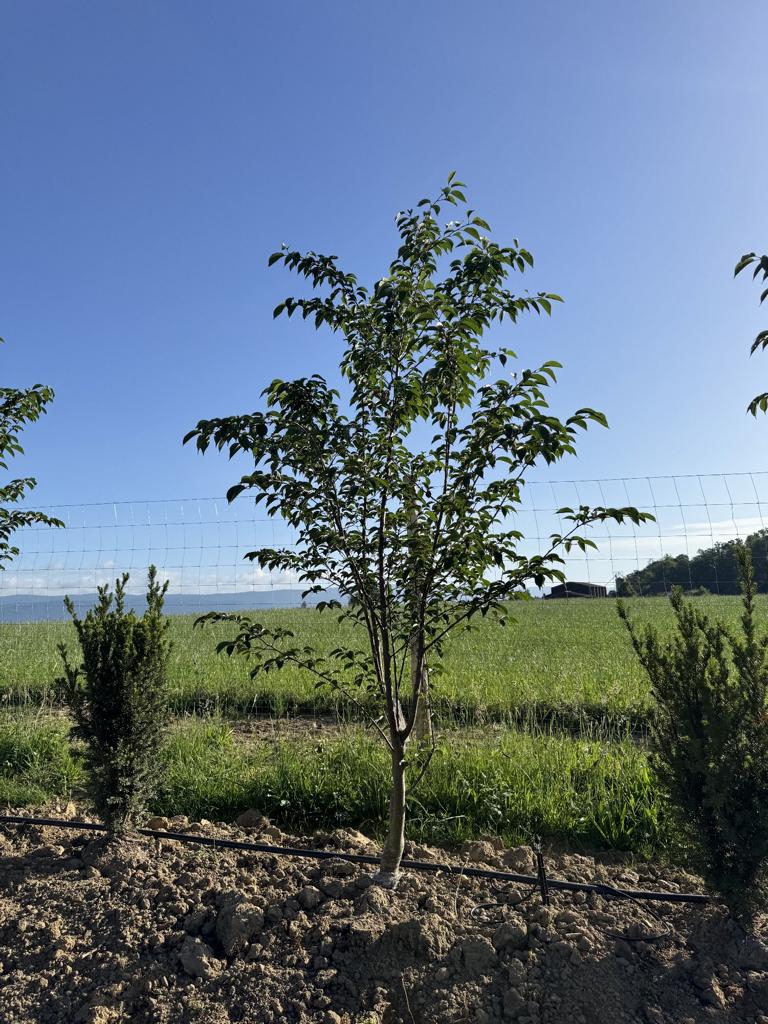 Prunus sargentii