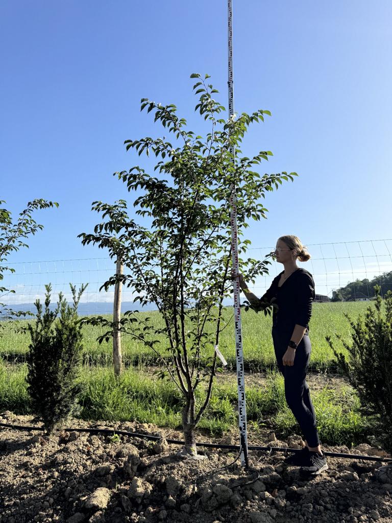 Prunus sargentii