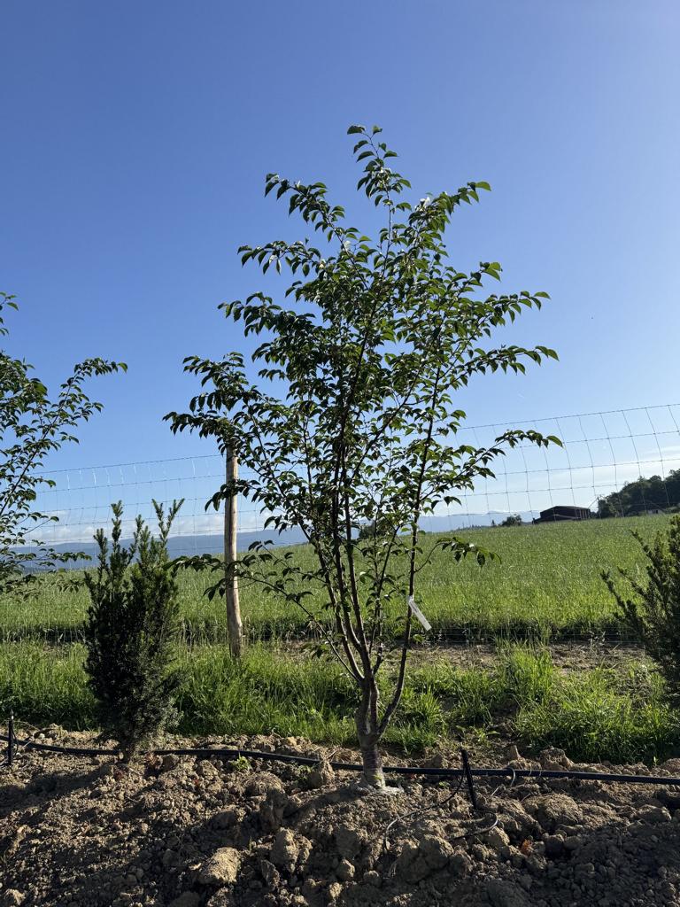 Prunus sargentii