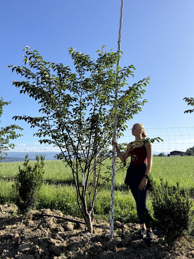 Prunus sargentii