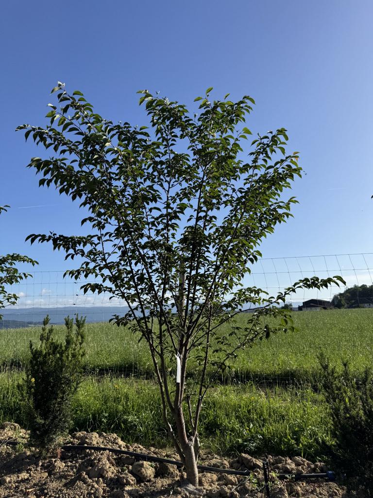 Prunus sargentii