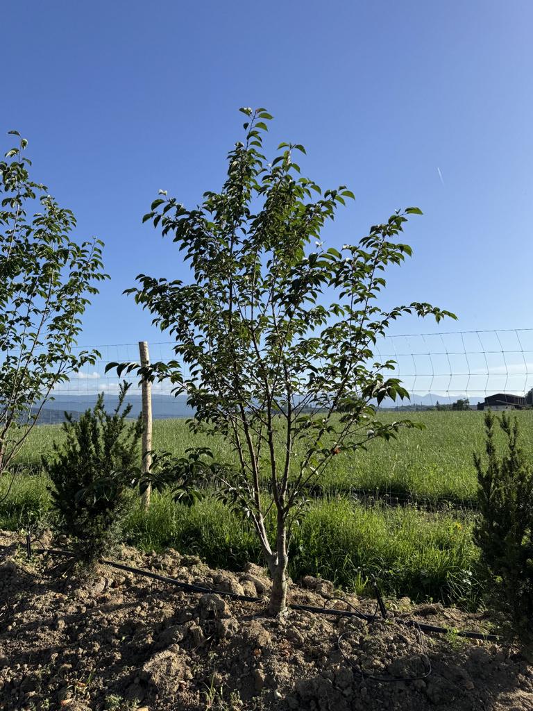 Prunus sargentii