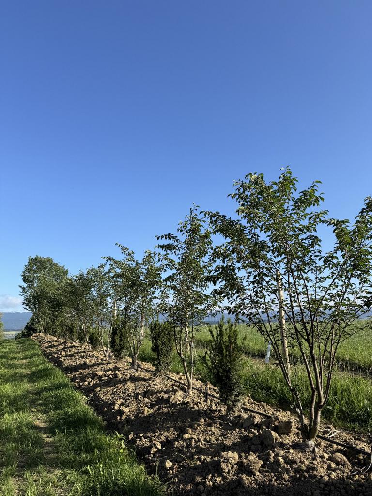 Prunus sargentii