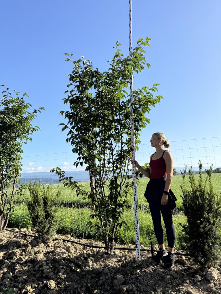 Prunus sargentii